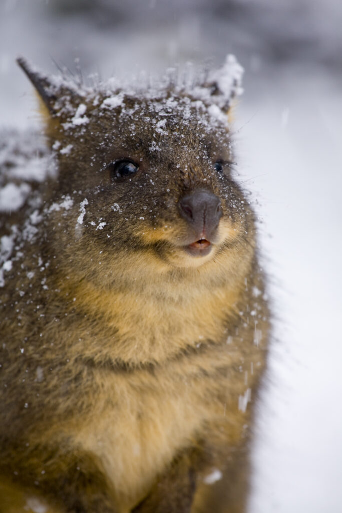 Australia, Tasmania, Cradle Mt – Lake St Clair National Park.