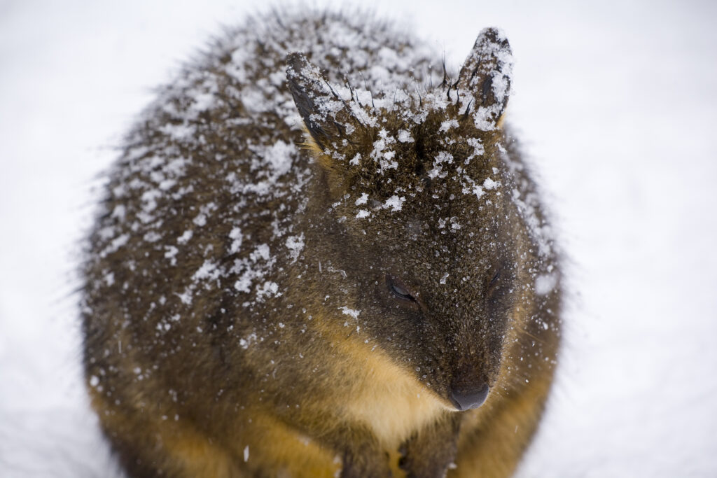 Australia, Tasmania, Cradle Mt – Lake St Clair National Park.