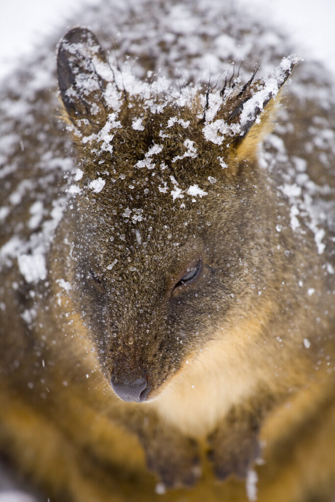 Australia, Tasmania, Cradle Mt – Lake St Clair National Park.