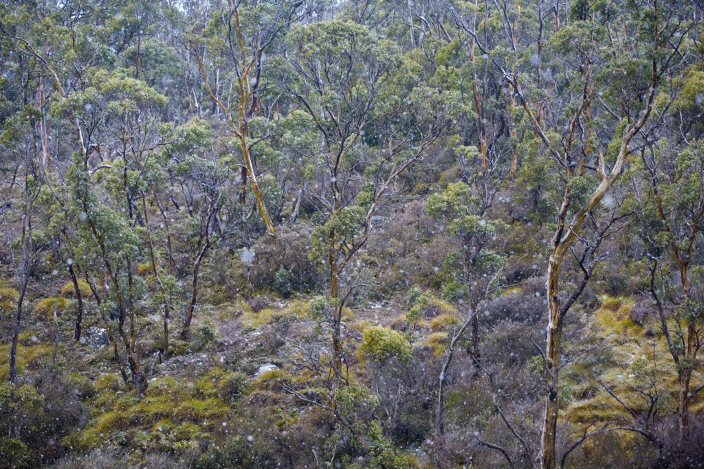 Australia, Tasmania, Cradle Mt – Lake St Clair National Park.