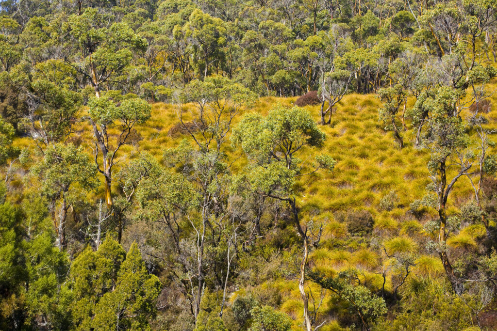 Australia, Tasmania, Cradle Mt – Lake St Clair National Park.