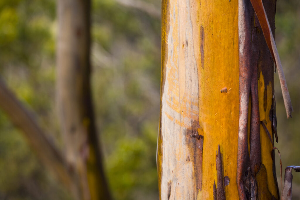 Australia, Tasmania, Cradle Mt – Lake St Clair National Park.