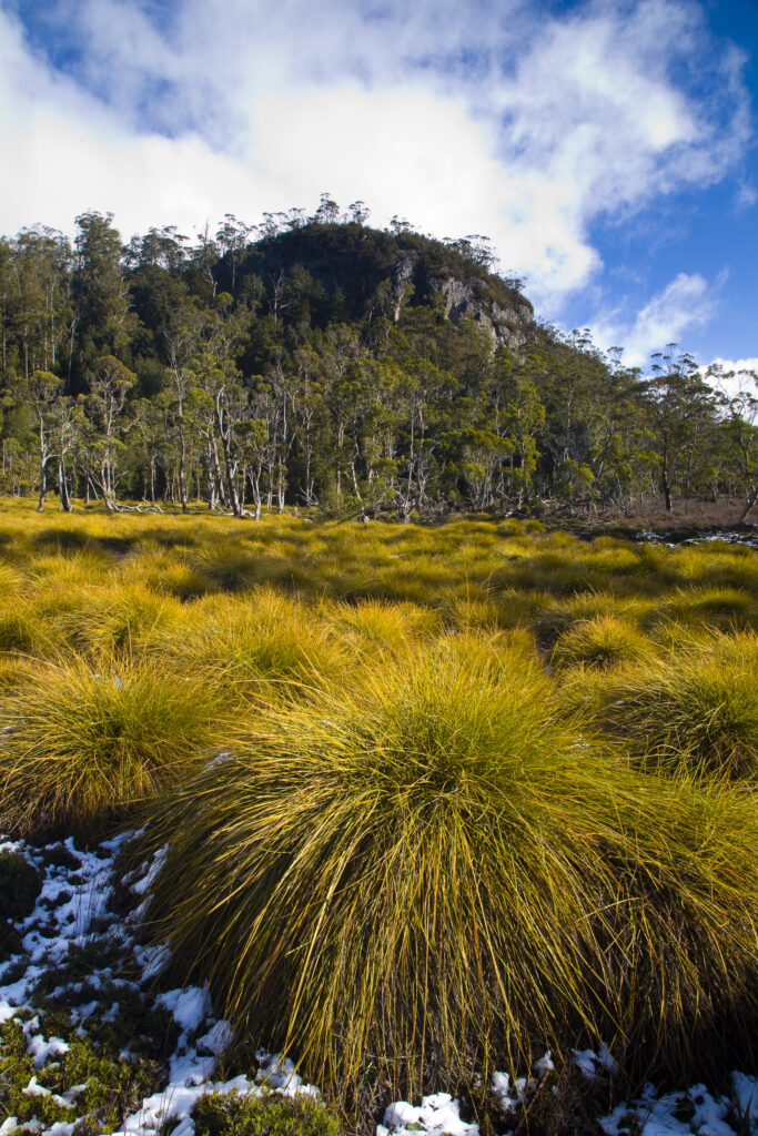 Australia, Tasmania, Cradle Mt – Lake St Clair National Park.