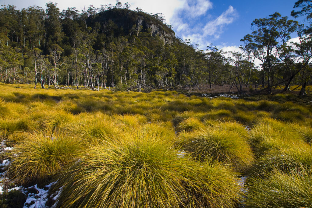 Australia, Tasmania, Cradle Mt – Lake St Clair National Park.