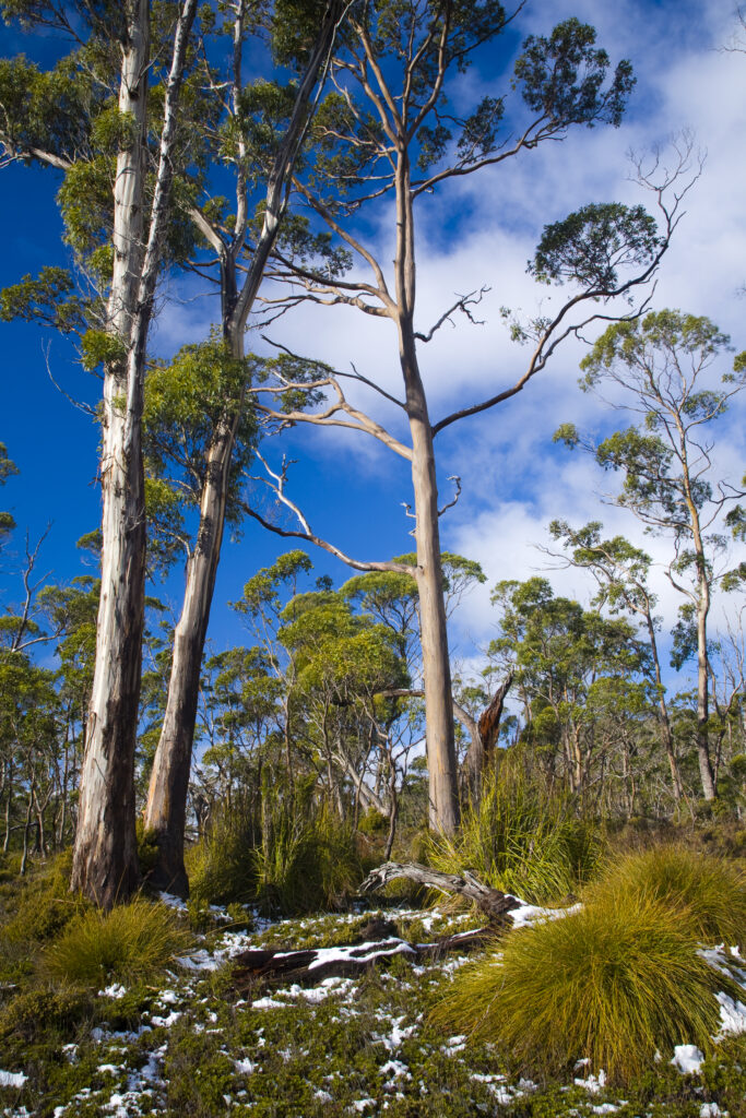 Australia, Tasmania, Cradle Mt – Lake St Clair National Park.