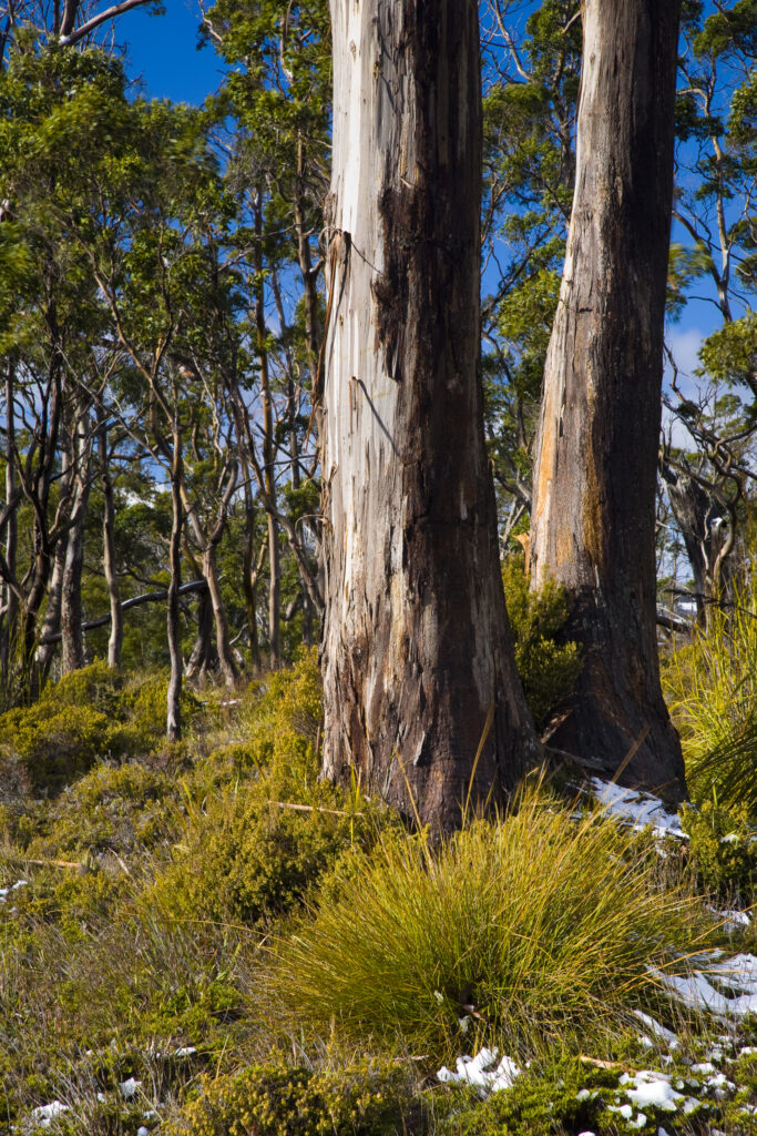 Australia, Tasmania, Cradle Mt – Lake St Clair National Park.