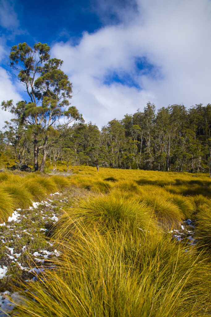 Australia, Tasmania, Cradle Mt – Lake St Clair National Park.