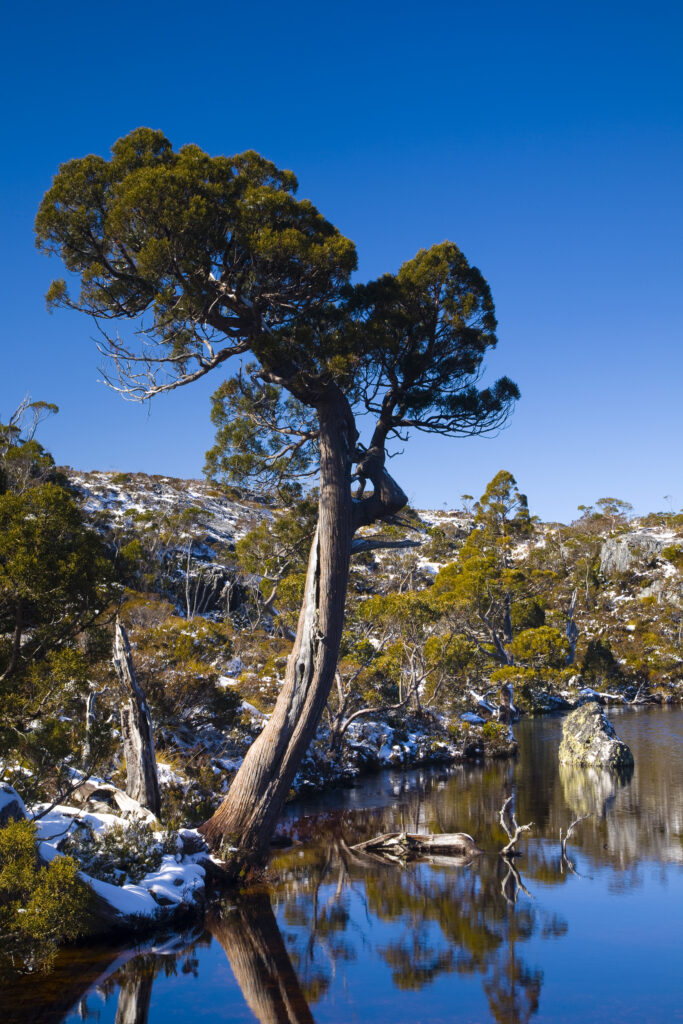 Australia, Tasmania, Cradle Mt – Lake St Clair National Park.