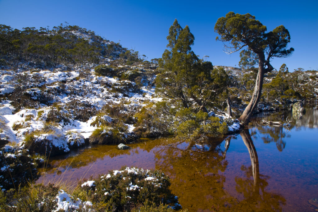Australia, Tasmania, Cradle Mt – Lake St Clair National Park.
