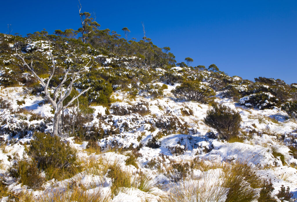 Australia, Tasmania, Cradle Mt – Lake St Clair National Park.