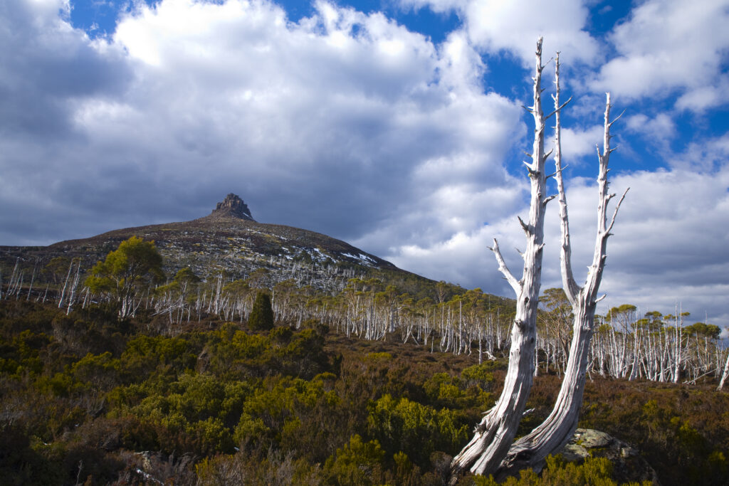 Australia, Tasmania, Cradle Mt – Lake St Clair National Park.