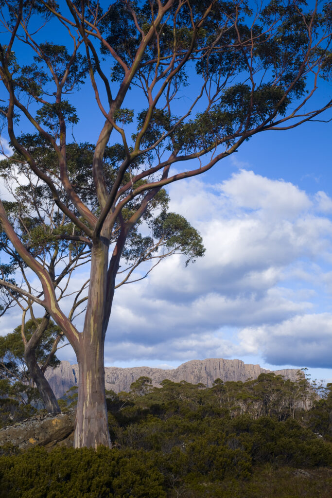Australia, Tasmania, Cradle Mt – Lake St Clair National Park.