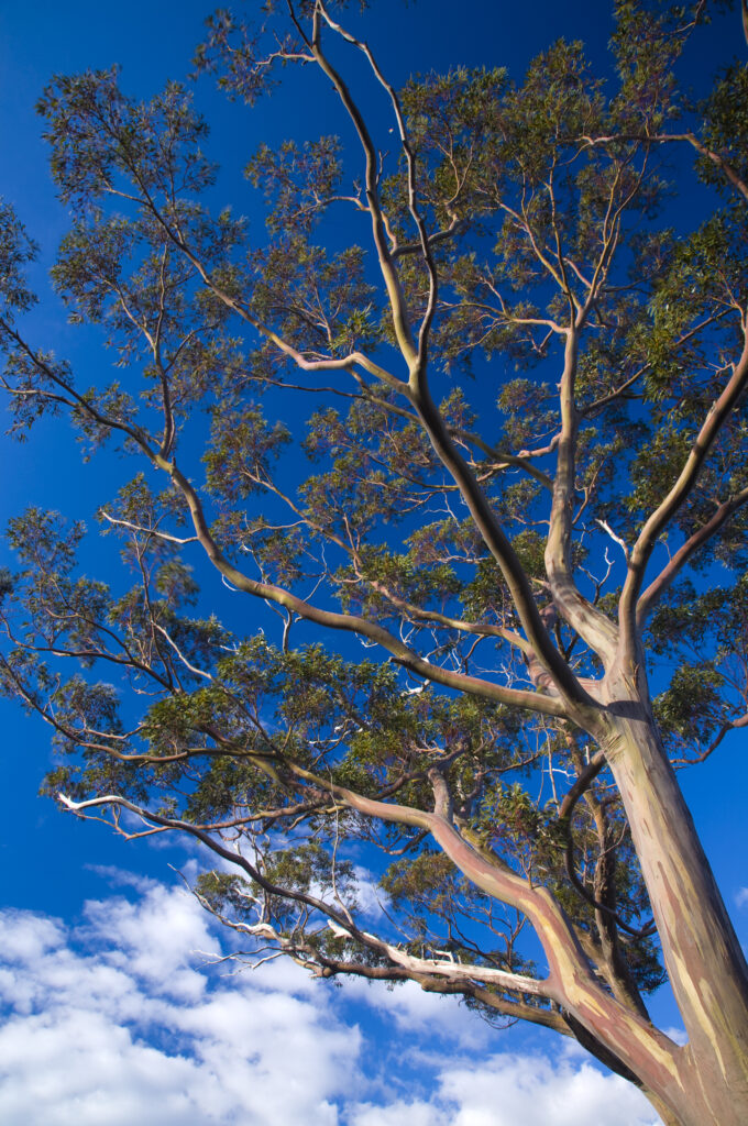 Australia, Tasmania, Cradle Mt – Lake St Clair National Park.