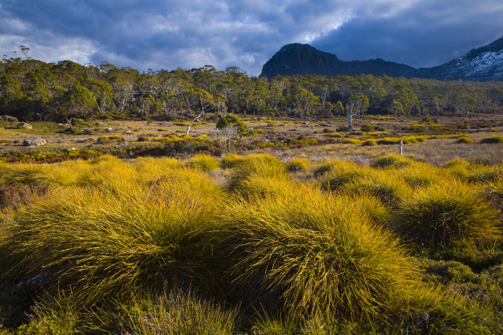 Australia, Tasmania, Cradle Mt – Lake St Clair National Park.