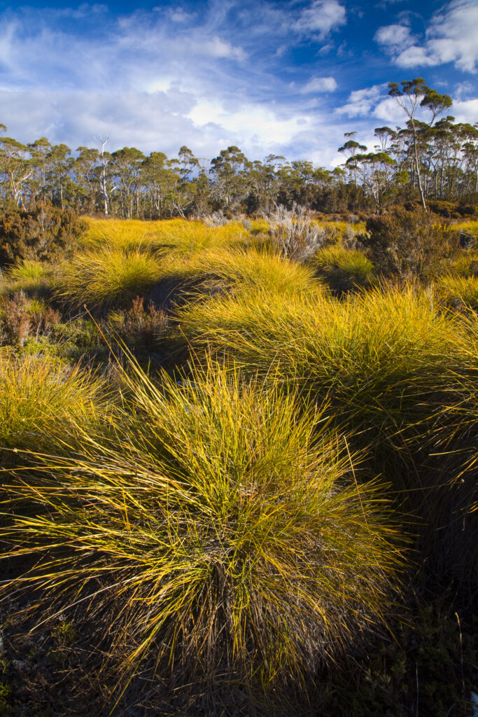 Australia, Tasmania, Cradle Mt – Lake St Clair National Park.