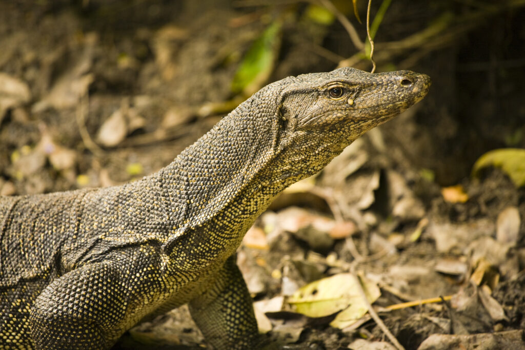 Borneo, Sabah Malaysia, Tunku Abdul Rahman Park.