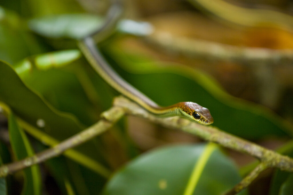 Borneo, Sabah Malaysia, Tunku Abdul Rahman Park.