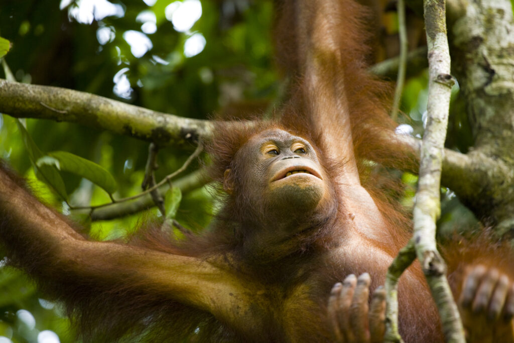 Sabah Malaysia, Borneo, Orang Utan