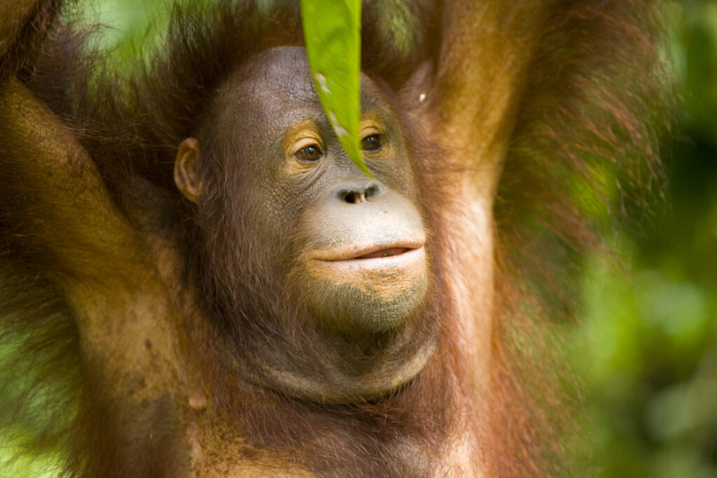 Sabah Malaysia, Borneo, Orang Utan
