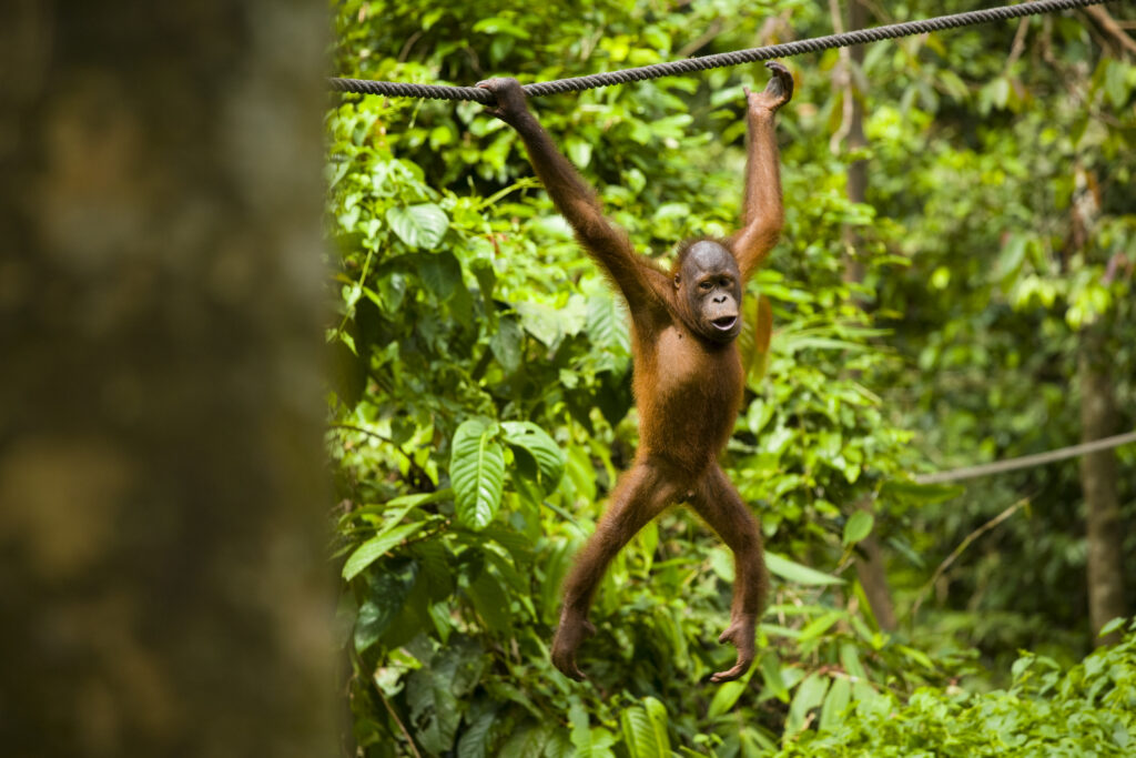 Sabah Malaysia, Borneo, Orang Utan