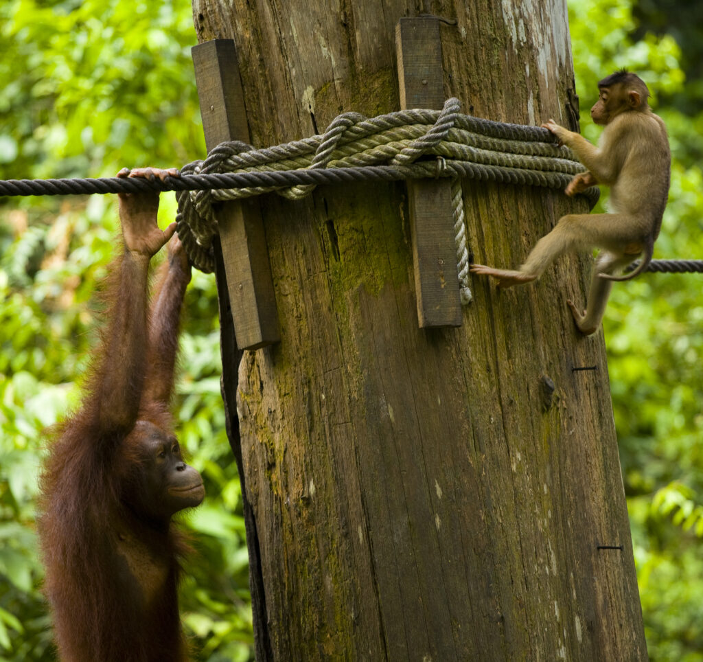 Sabah Malaysia, Borneo, Orang Utan