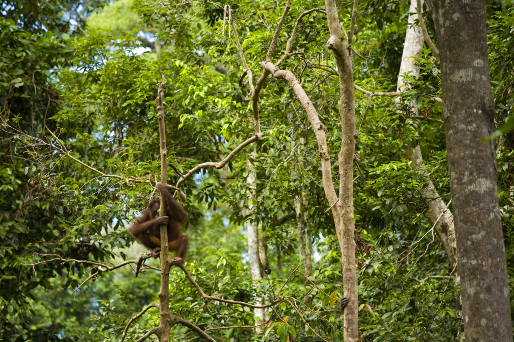 Sabah Malaysia, Borneo, Orang Utan