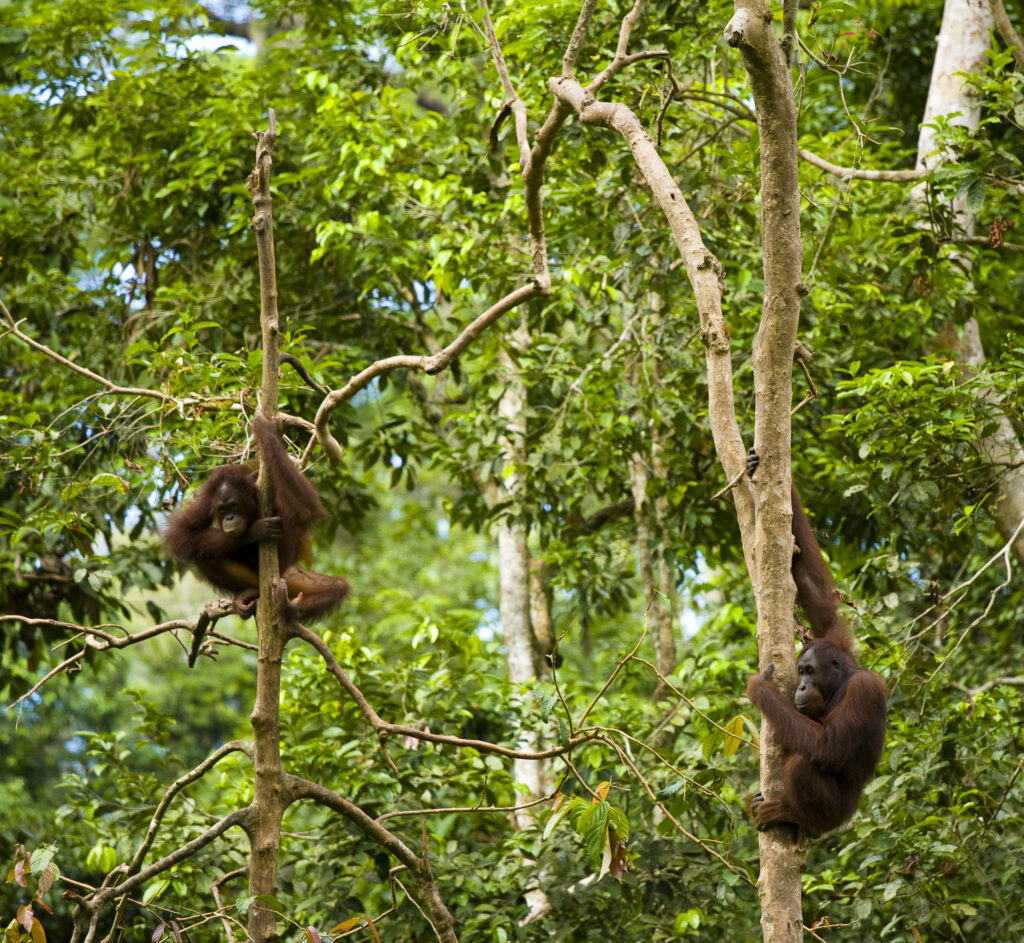 Sabah Malaysia, Borneo, Orang Utan