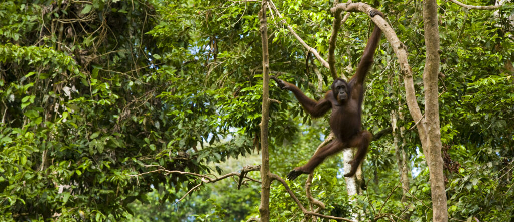 Sabah Malaysia, Borneo, Orang Utan