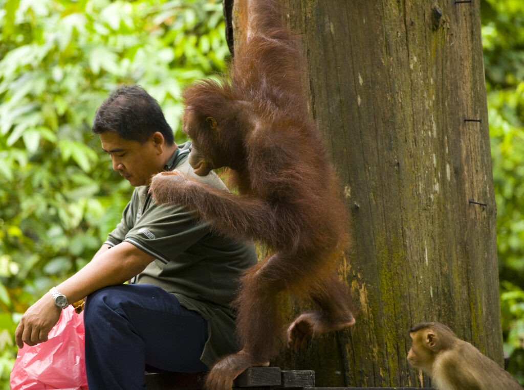 Sabah Malaysia, Borneo, Orang Utan