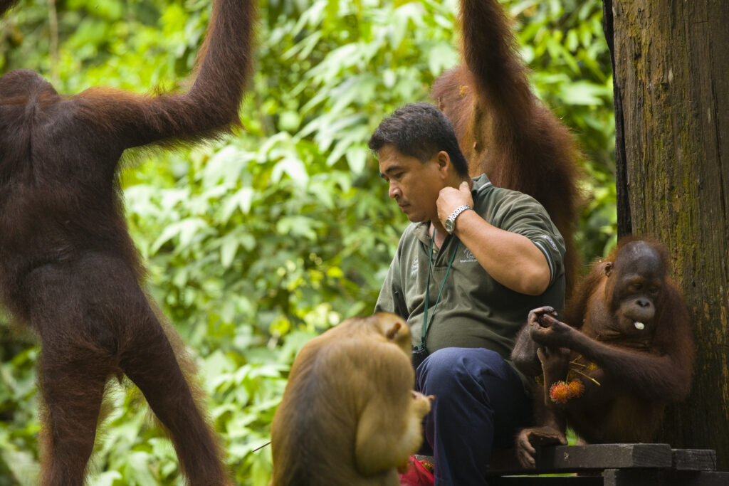 Sabah Malaysia, Borneo, Orang Utan