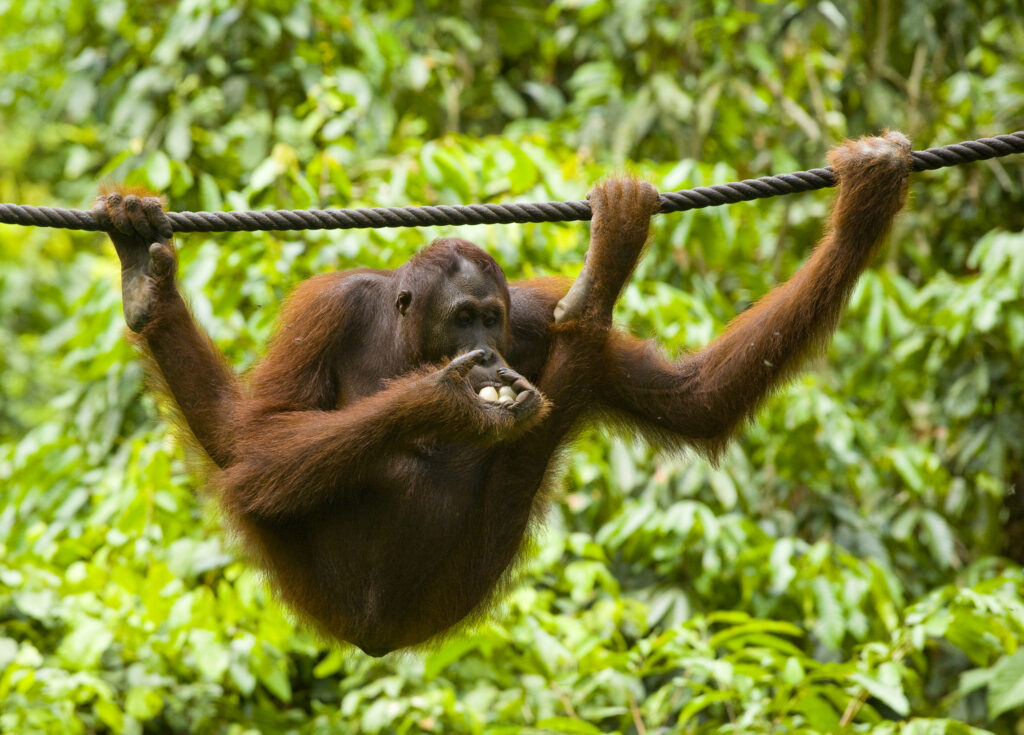 Sabah Malaysia, Borneo, Orang Utan