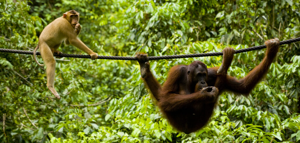 Sabah Malaysia, Borneo, Orang Utan
