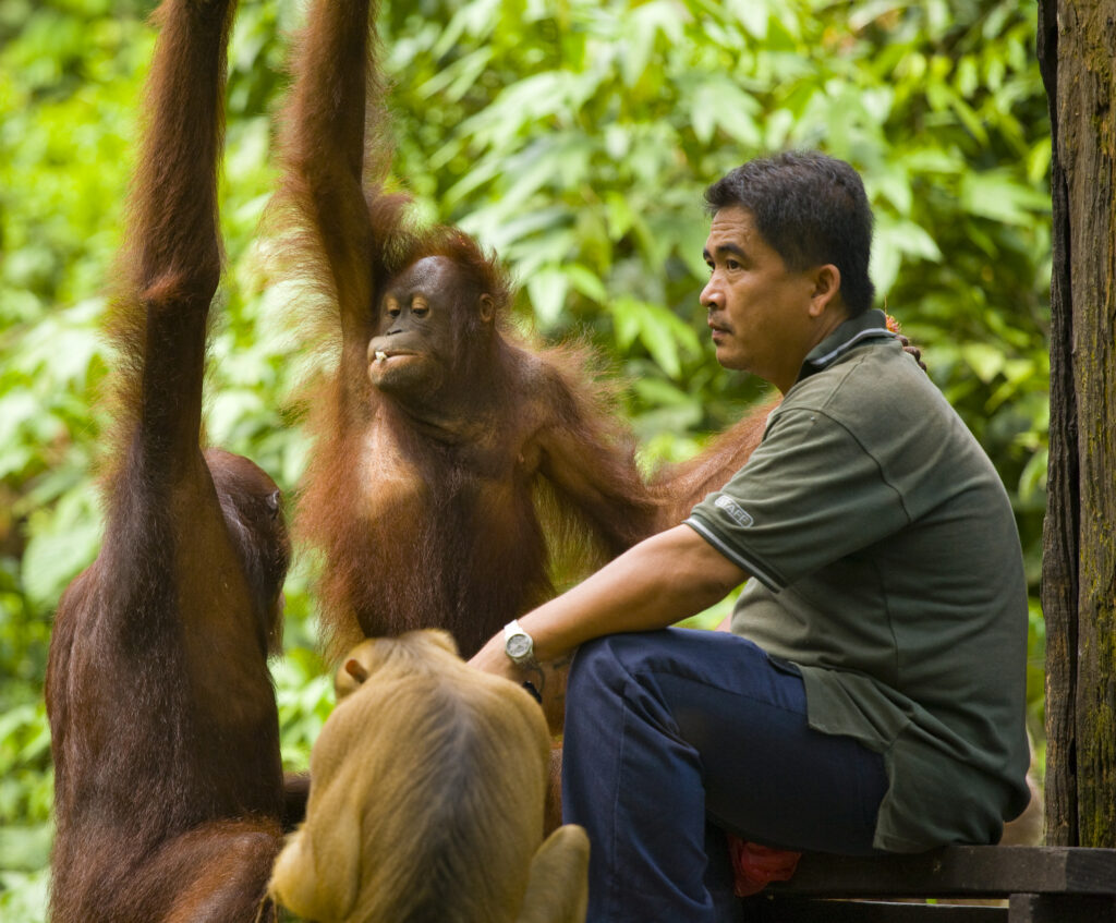 Sabah Malaysia, Borneo, Orang Utan