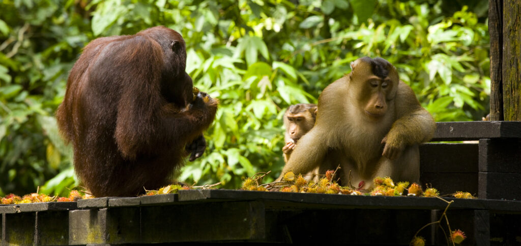 Sabah Malaysia, Borneo, Orang Utan