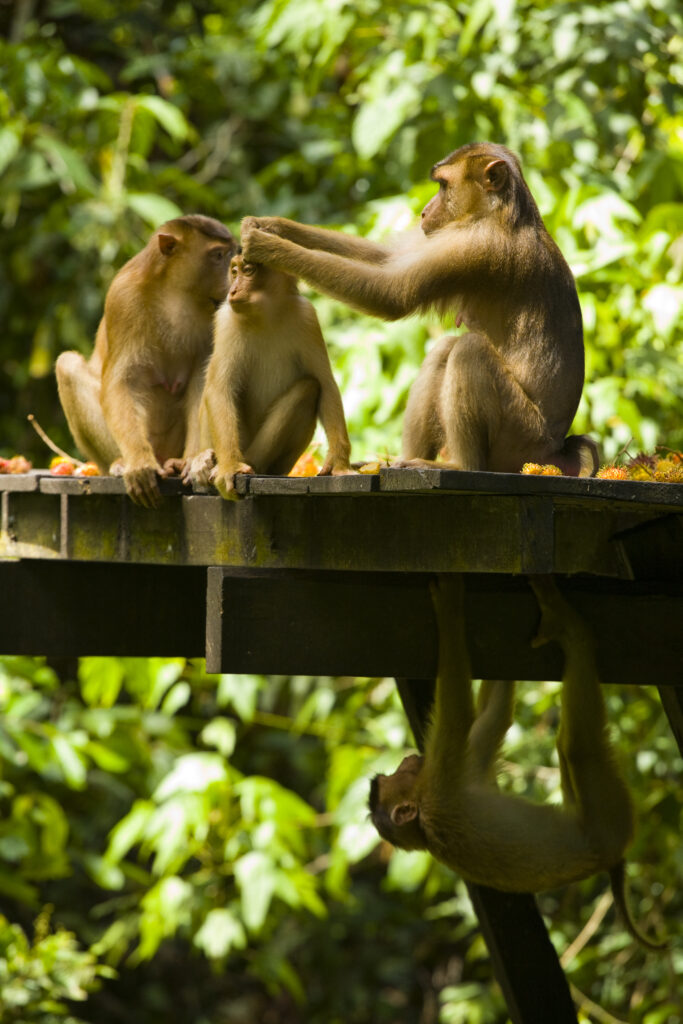 Sabah Malaysia, Borneo, Pig Tailed Macaques