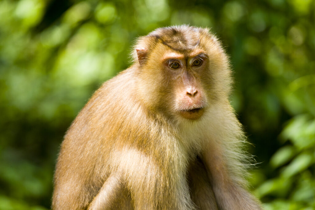 Sabah Malaysia, Borneo, Pig Tailed Macaque