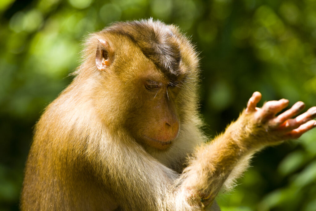 Sabah Malaysia, Borneo, Pig Tailed Macaque