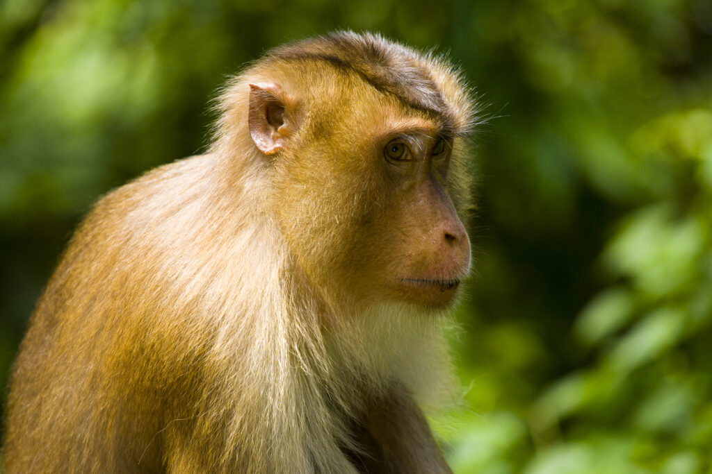 Sabah Malaysia, Borneo, Pig Tailed Macaque