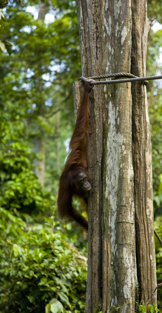 Sabah Malaysia, Borneo, Orang Utan