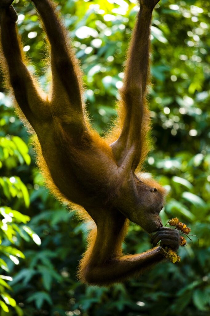 Sabah Malaysia, Borneo, Orang Utan