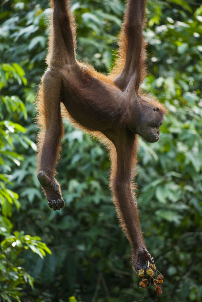 Sabah Malaysia, Borneo, Orang Utan
