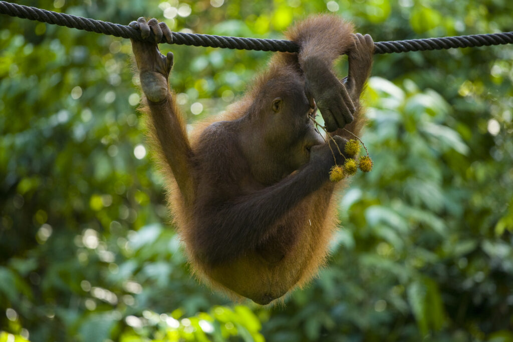 Sabah Malaysia, Borneo, Orang Utan