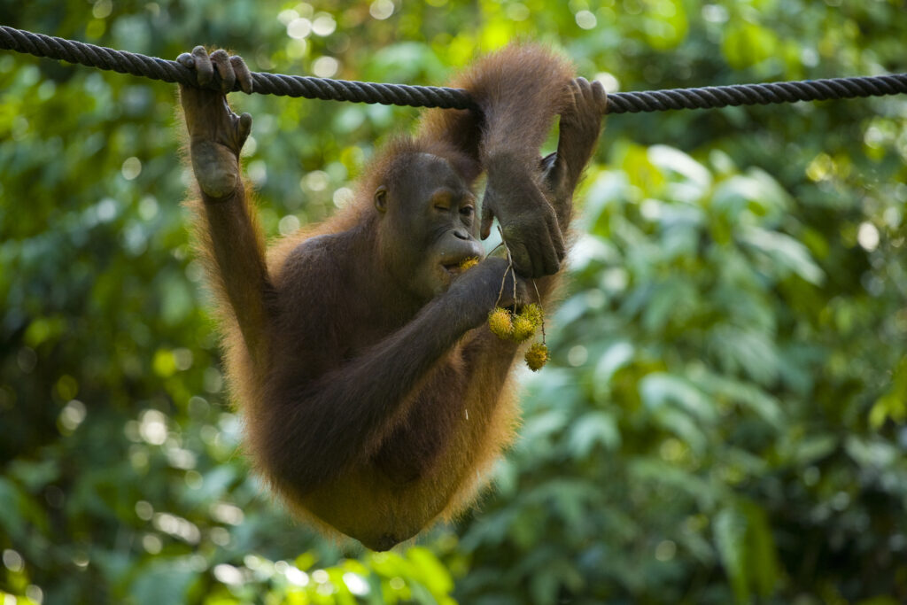 Sabah Malaysia, Borneo, Orang Utan
