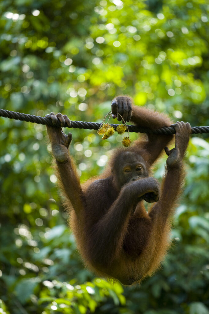 Sabah Malaysia, Borneo, Orang Utan