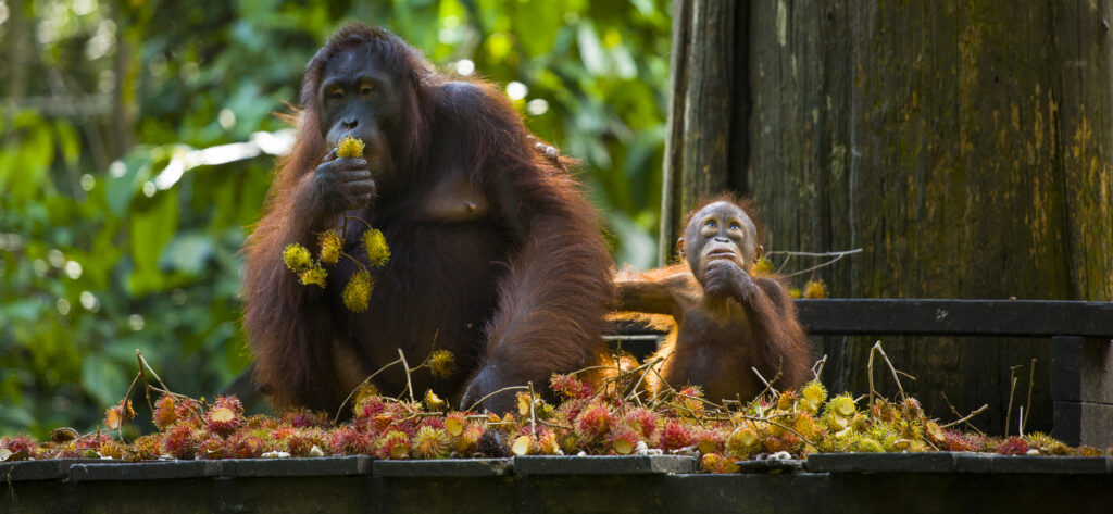 Sabah Malaysia, Borneo, Orang Utan