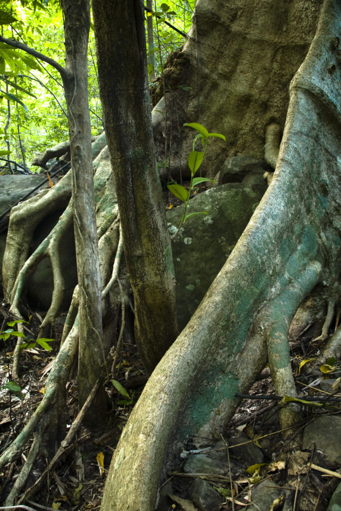 Laos, Ban Na Hin, Jungle.