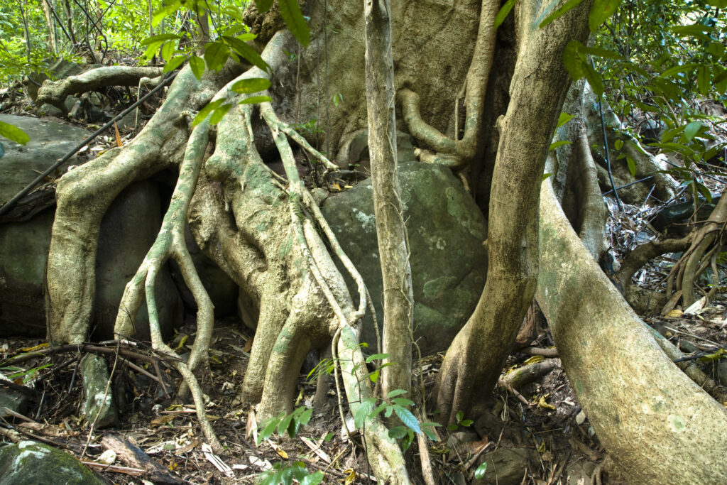 Laos, Ban Na Hin, Jungle.