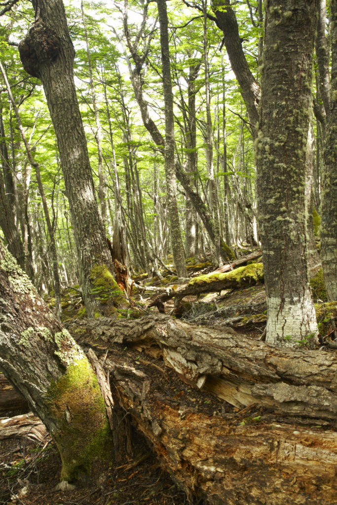 Argentina, Tierra Del Fuego, Lenga Forest. Woodland near Lake Escondido, a popular location near Ushuaia – the southernmost city in the world.