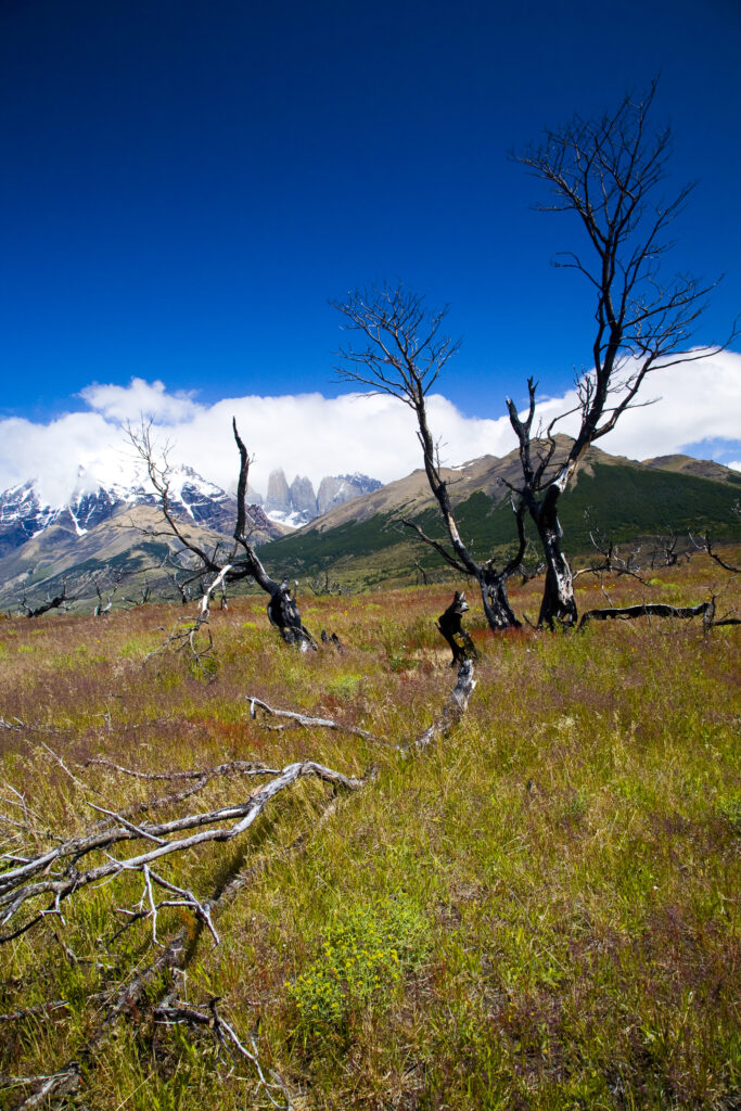 Chile, Southern Patagonia, Torres Del Paine National Park.