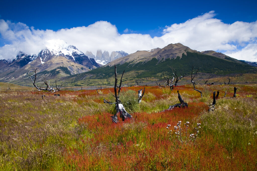 Chile, Southern Patagonia, Torres Del Paine National Park.